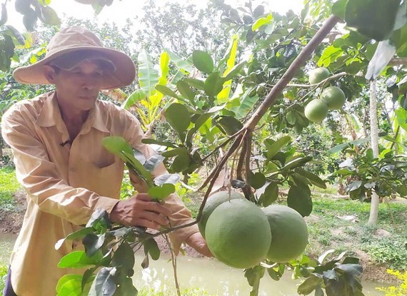 Vietnamese fruit growers improve fruit quality for export ảnh 1