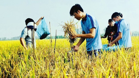 Human useful resource coaching essential to pushing VN into prime agricultural producer | Training