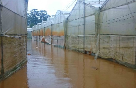  Downpour destroys vegetable & flower crops in Da Lat ảnh 3