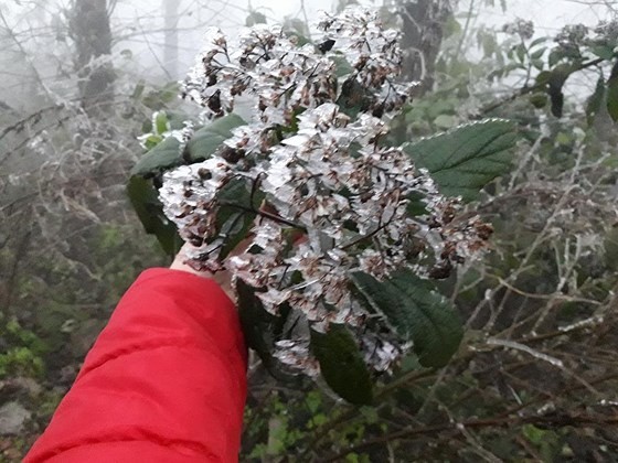 Frost covers montane forests in north ảnh 1