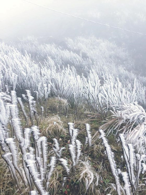 Frost covers montane forests in north ảnh 2