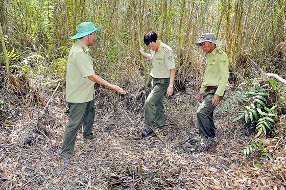 Mekong Delta provinces face high risk of forest fire in peak dry season ảnh 1