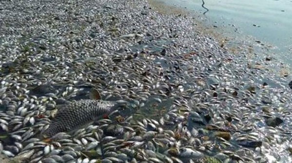 Massive fishes die in upstream Sai Gon River  ảnh 1