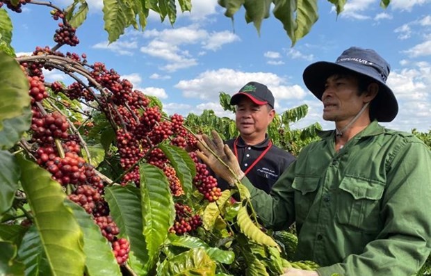 Coffee exports fall by over 11 percent in Q1 ảnh 1