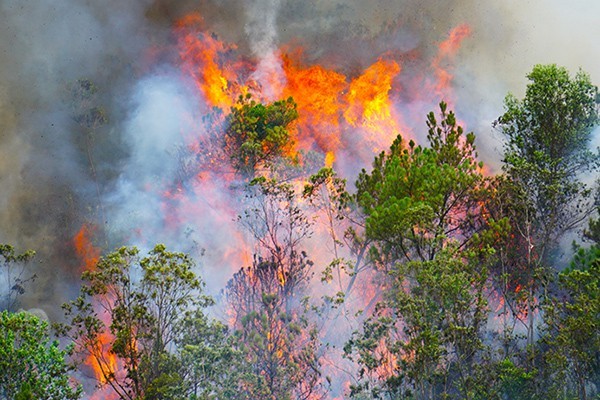 Central region warned for severe forest fire danger ảnh 1