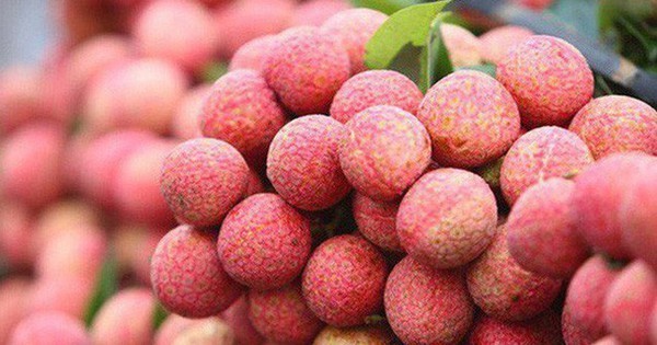 MoT proposes reduction of airfreight rates for Bac Giang lychees ảnh 1