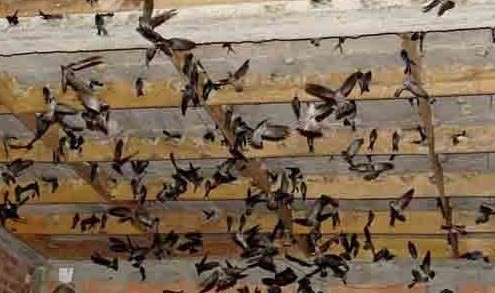 Applying science-technology advance for development of salangane farming ảnh 1