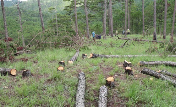 Hundreds of pine trees in Da Lat City chopped down  ảnh 5