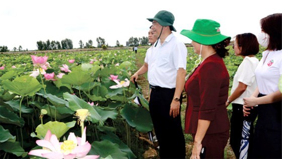 Dong Thap Lotus Industry Association established ảnh 1