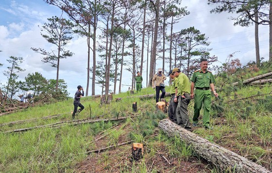 Lam Dong investigates case of illegally chopped-down pine trees in Da Lat City ảnh 1