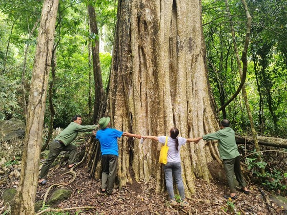 37 trees in Dak Nong Province recognized as heritage trees ảnh 1