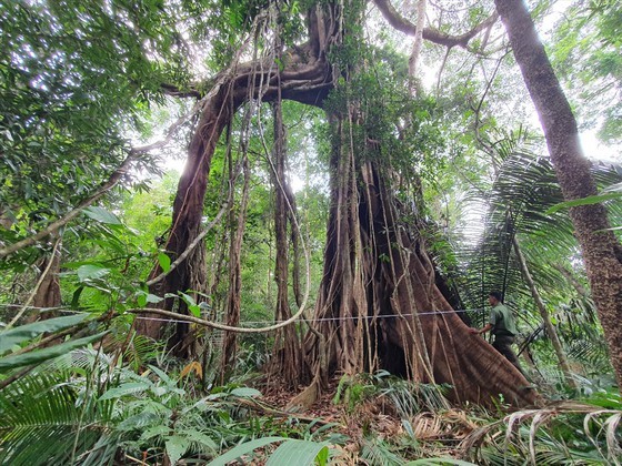 37 trees in Dak Nong Province recognized as heritage trees ảnh 2