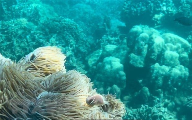 Dive tourism suspension planned to protect coral reefs in Nha Trang Bay ảnh 1