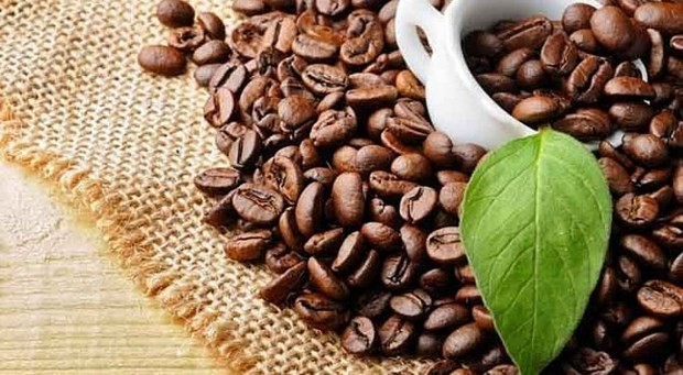 Vietnam sees more chances for coffee exports to US ảnh 1