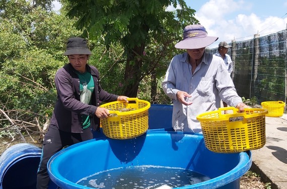 Shrimp farmers in Mekong Delta eager with high price ảnh 1