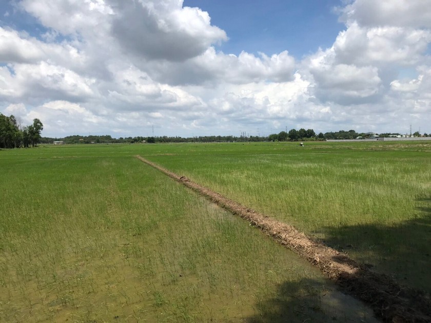 North detects nearly 1,800 hectares of weedy rice in crop of 2021-2022 ảnh 1