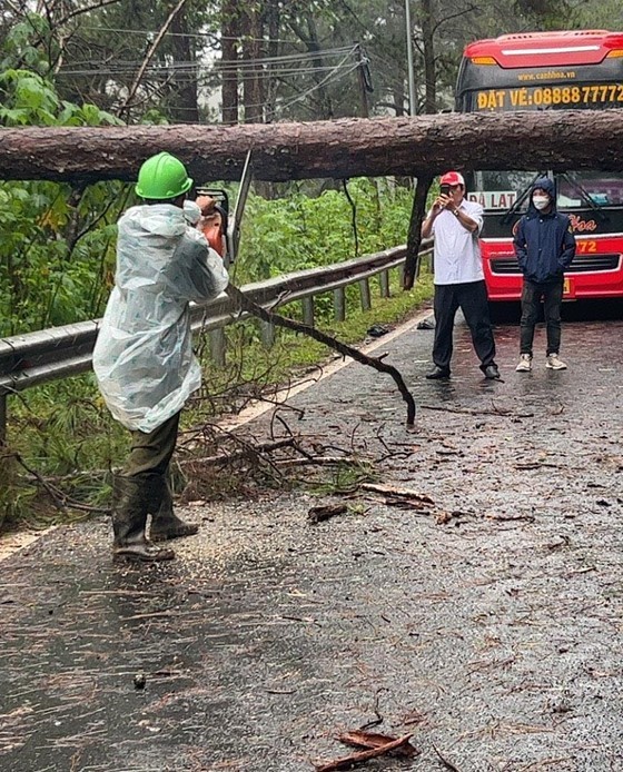 Large pine trees fall across Prenn mountain pass due to downpours, gales  ảnh 2