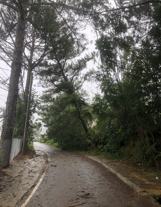 Large pine trees fall across Prenn mountain pass due to downpours, gales  ảnh 4