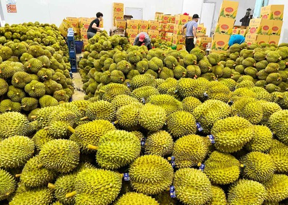 Lam Dong Province officially exports first batch of 70 tons of durian to China ảnh 1