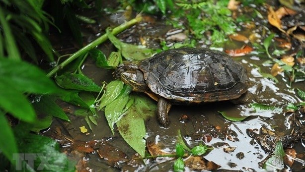 Vietnam Tortoise and Freshwater Turtle Identification Book re-released ảnh 1