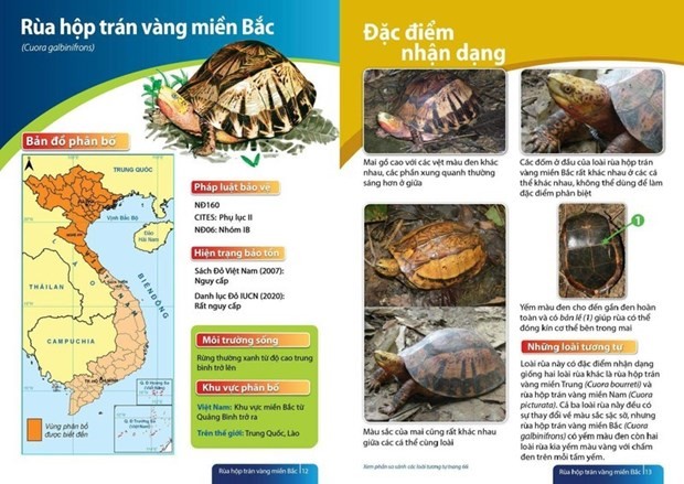 Vietnam Tortoise and Freshwater Turtle Identification Book re-released ảnh 2