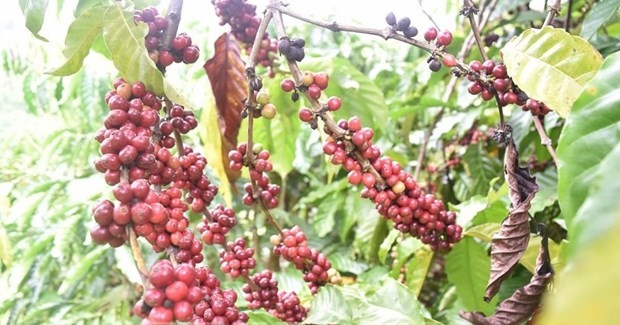 UKVFTA gives boost to Vietnam’s coffee exports to UK ảnh 1