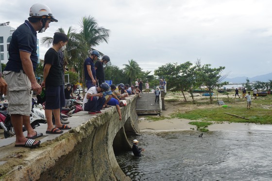 Locals rush to catch fish after storm Noru in Da Nang  ảnh 2