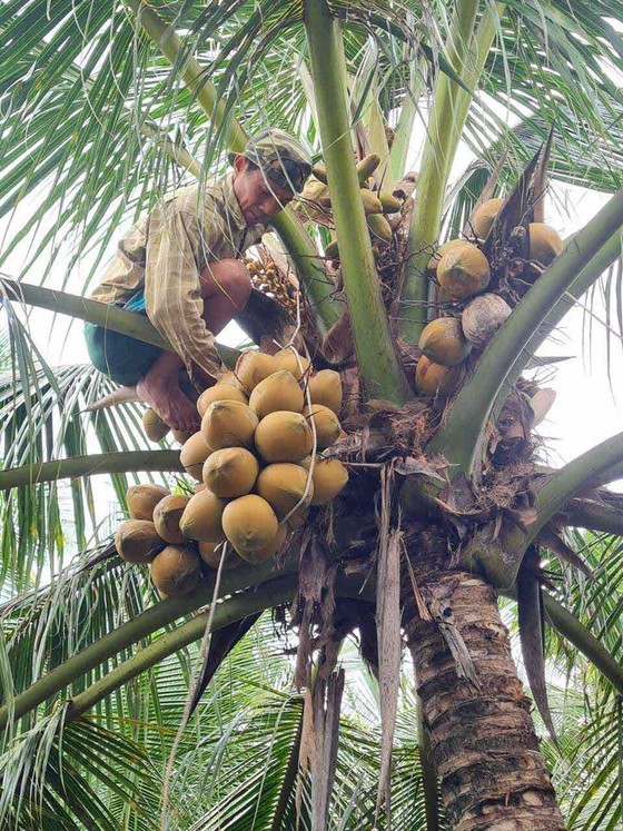 High economic value of Ben Tre based-coconut tree ảnh 2