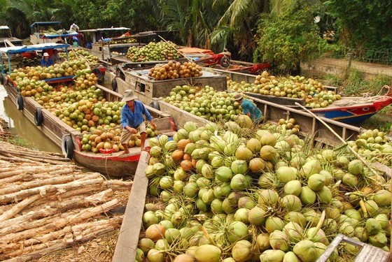 High economic value of Ben Tre based-coconut tree ảnh 1