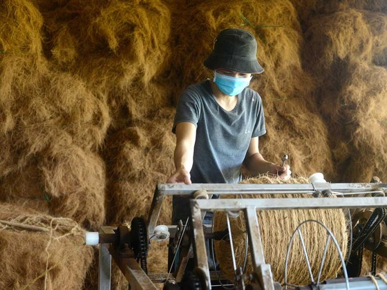 High economic value of Ben Tre based-coconut tree ảnh 5