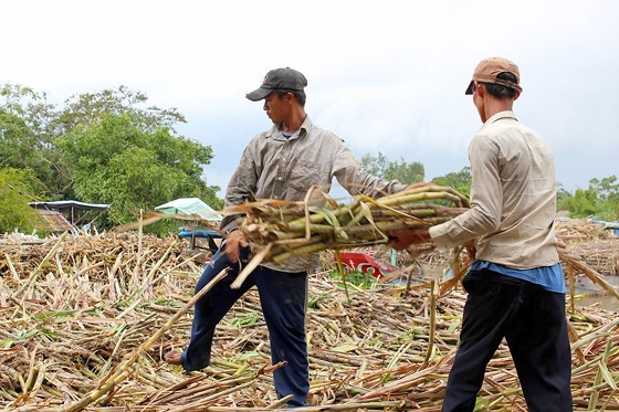 Sugar inventory recurs in Mekong Delta ảnh 1