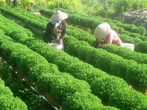 Over 15 million flower pots prepared for Tet holiday in Mekong Delta ảnh 1