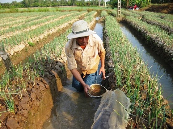 Southern provinces replace crops on ineffective rice growing area ảnh 2
