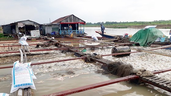 Farmers stricken with fish die-off in La Nga river ảnh 1