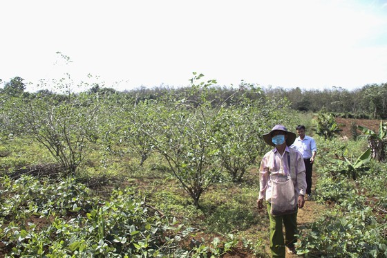 Quang Tri enjoys bumper black berry crop, good price ảnh 1
