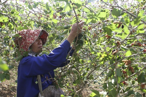 Quang Tri enjoys bumper black berry crop, good price ảnh 3