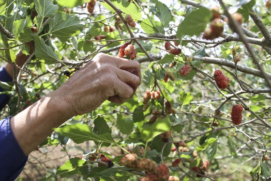 Quang Tri enjoys bumper black berry crop, good price ảnh 4