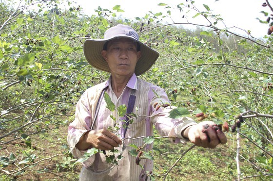 Quang Tri enjoys bumper black berry crop, good price ảnh 5