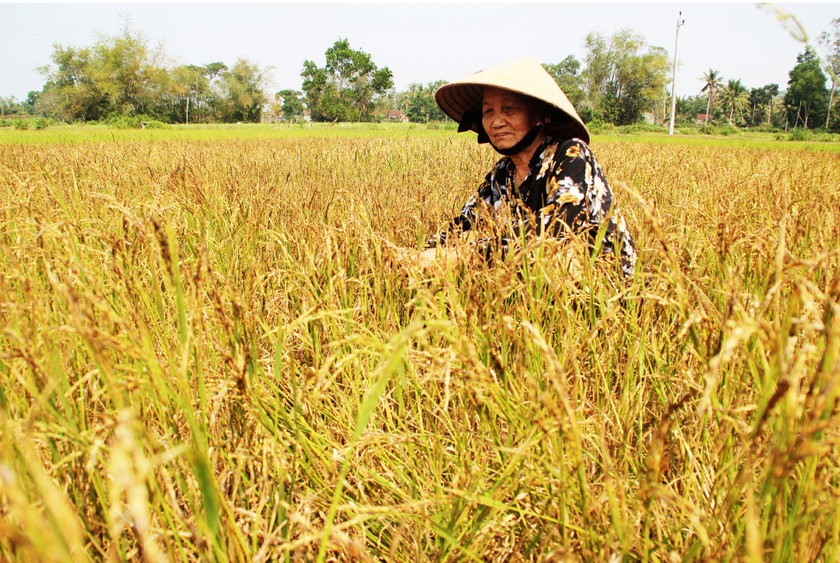 Farmers struggle with drought, water shortage in Central region ảnh 3