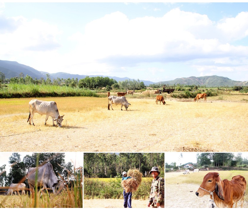 Farmers struggle with drought, water shortage in Central region  ảnh 1