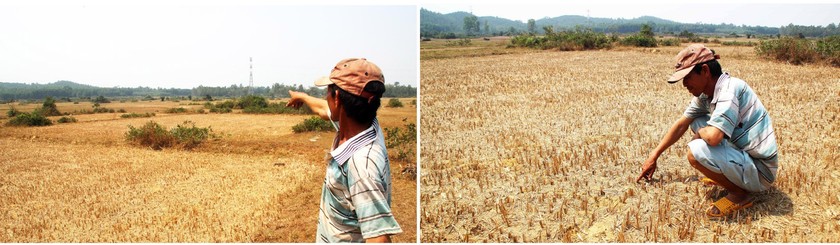 Farmers struggle with drought, water shortage in Central region  ảnh 5