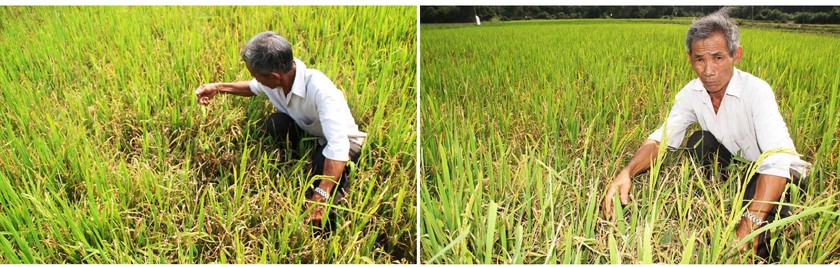 Farmers struggle with drought, water shortage in Central region ảnh 7