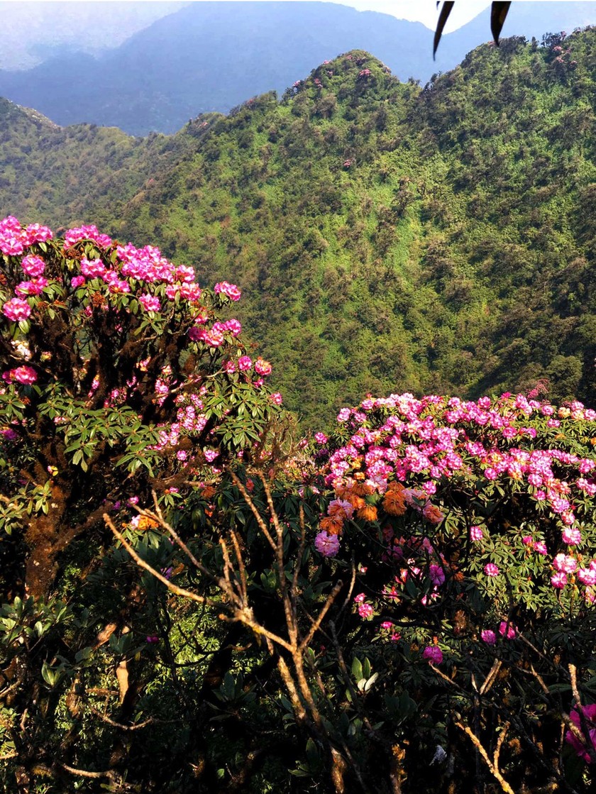 Brilliant blooming Rhododendron simsii in Fansipan  ảnh 4