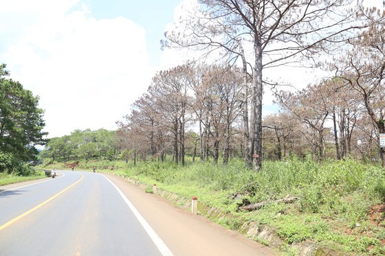 Forests cut down for agricultural purpose in Central Highlands, Central region ảnh 2