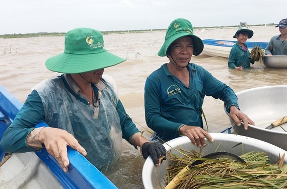 Mekong farmers urged summer-autumn rice harvest ảnh 1