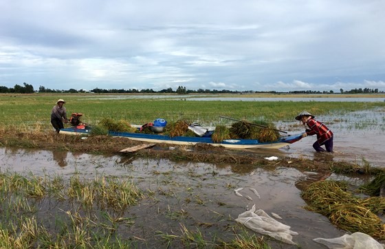 Mekong farmers urged summer-autumn rice harvest ảnh 2