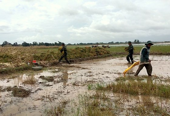 Mekong farmers urged summer-autumn rice harvest ảnh 3