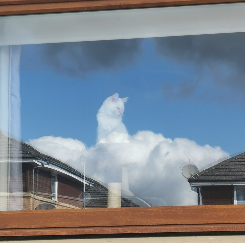 Bức ảnh chụp chú mèo từ ngoài cửa số nhìn vào trông như thể nó đang lơ lửng trên mây.