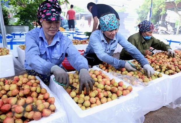 Vải thiều Thanh Hà chính thức lên sàn thương mại điện tử hình ảnh 2 Vai thieu Thanh Ha chinh thuc len san thuong mai dien tu hinh anh 2