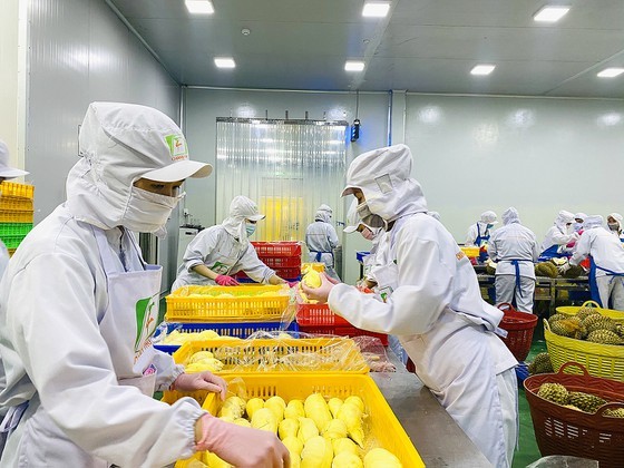 Investment in cold storage needed for proactive export of agricultural products ảnh 1